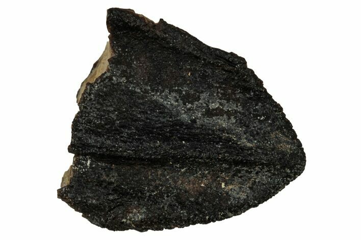 Fossil Dinosaur (Triceratops) Partial Tooth - Wyoming #339755